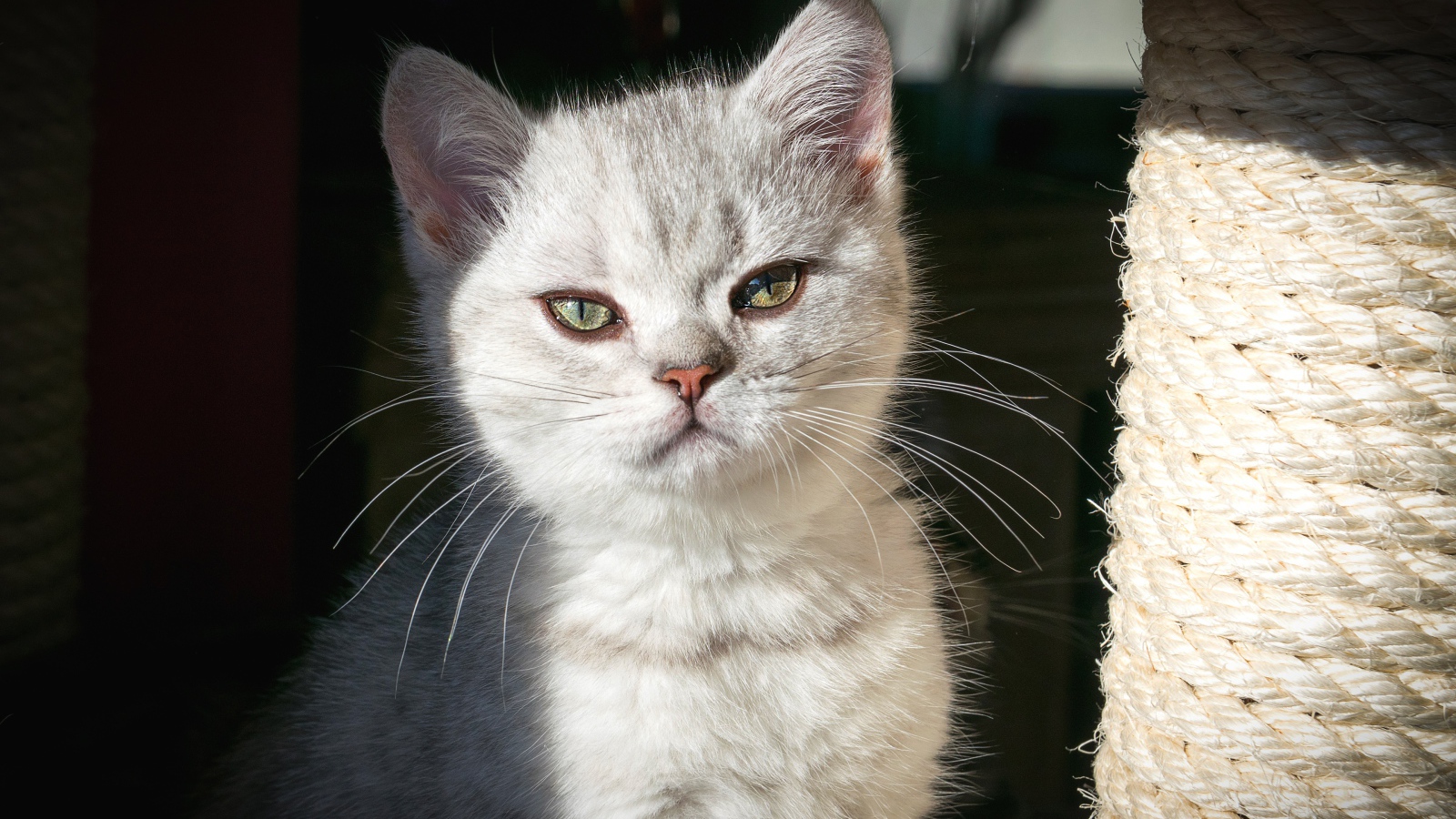 Породистый серый котенок сидит у когтеточки