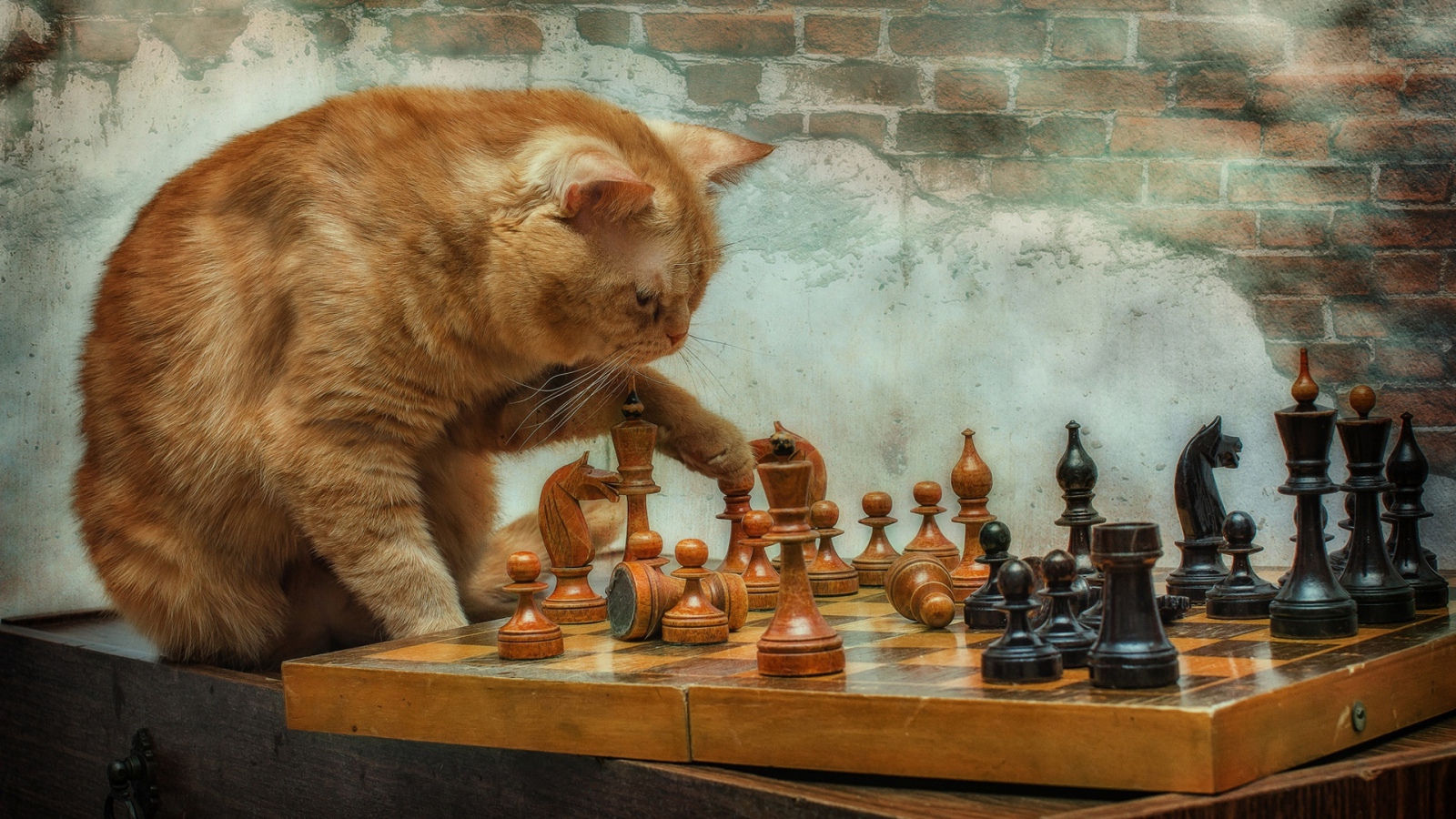 Рыжий кот играет с деревянными шахматами у стены