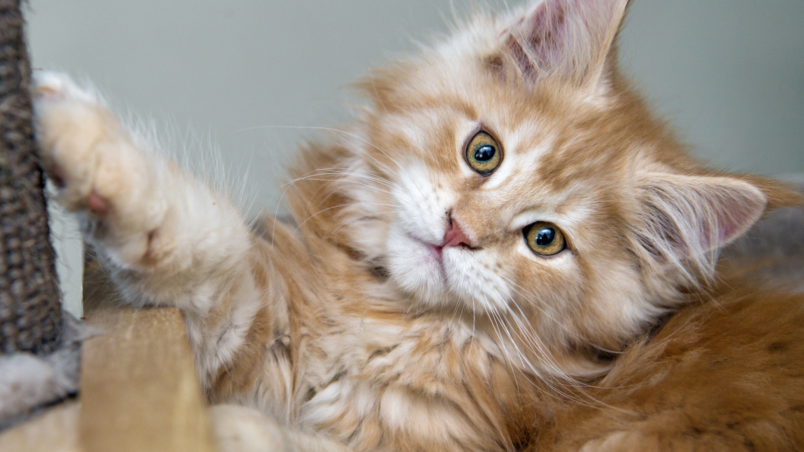 Рыжий пушистый котенок мейн кун