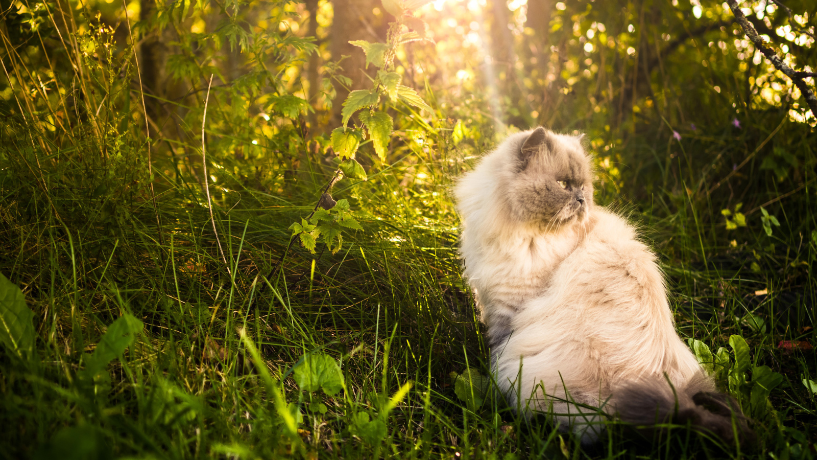 Серьезный кот греется на солнце в траве
