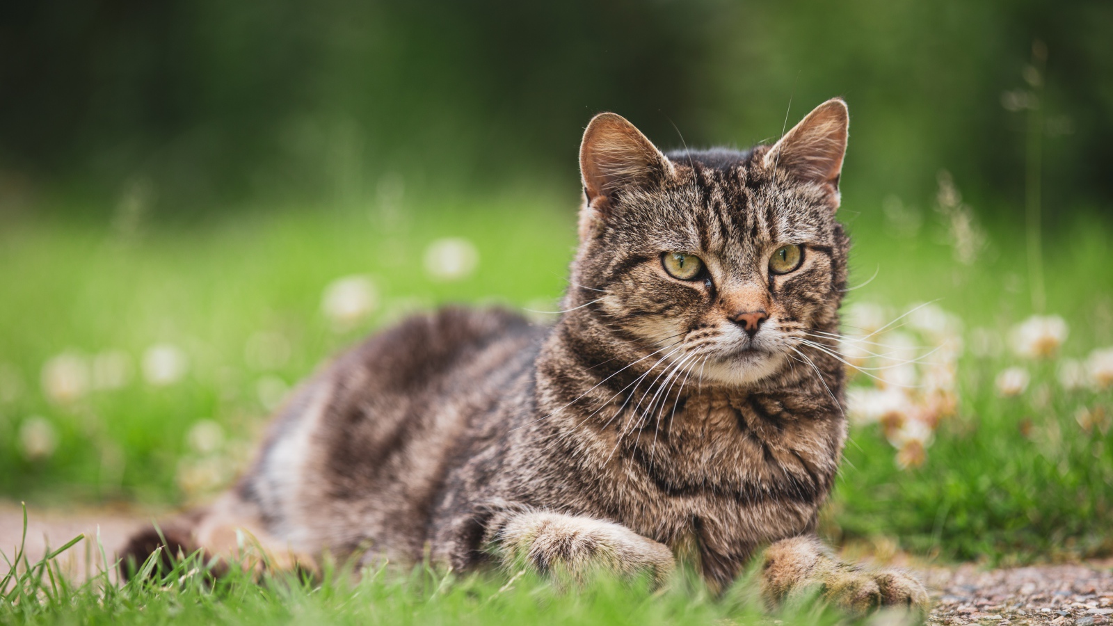 Серьезный серый кот лежит на деревянной траве