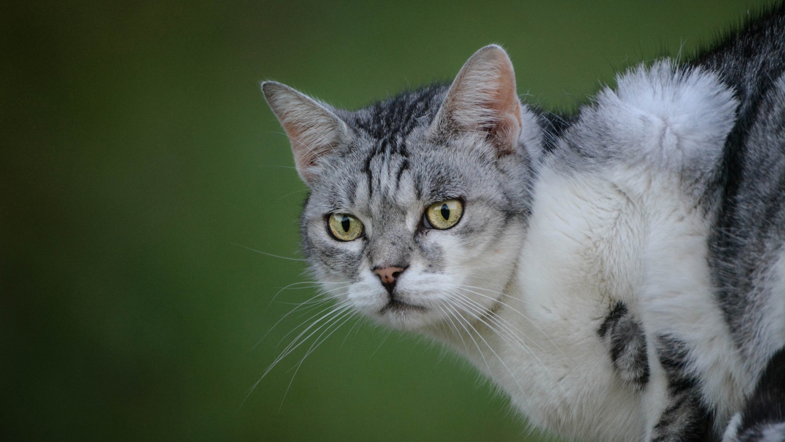Серьезный серый кот на зеленом фоне