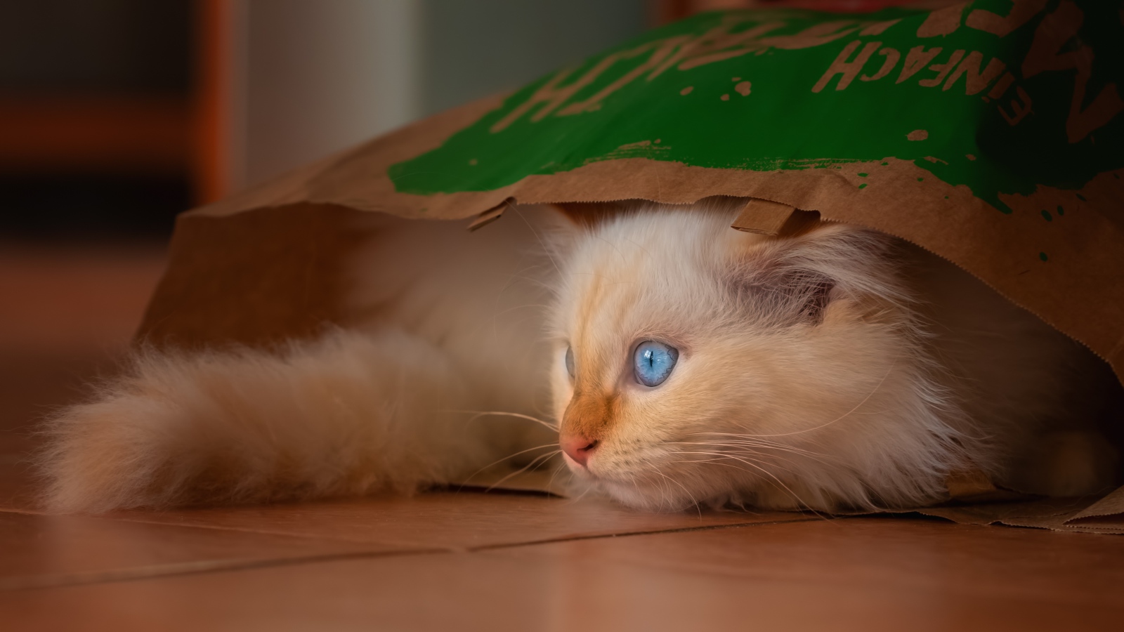 Маленький голубоглазый котенок сидит в пакете 