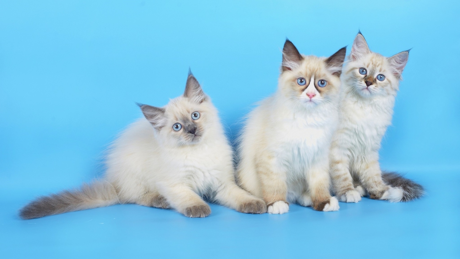 Три породистых котенка на голубом фоне
