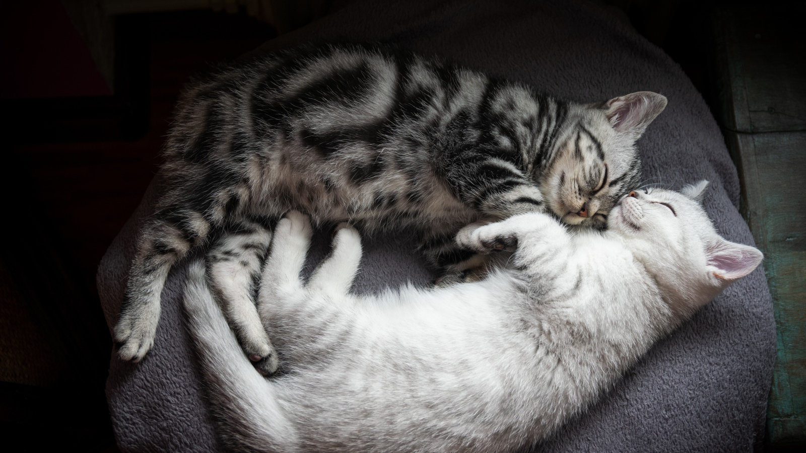 Два милых породистых котенка спят на кровати 