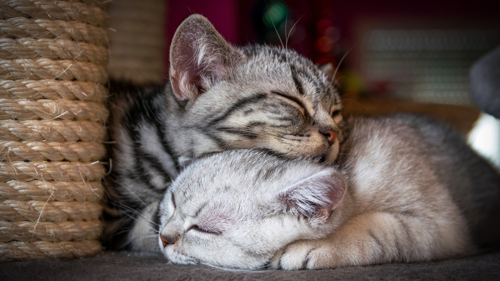 Два спящих породистых кота