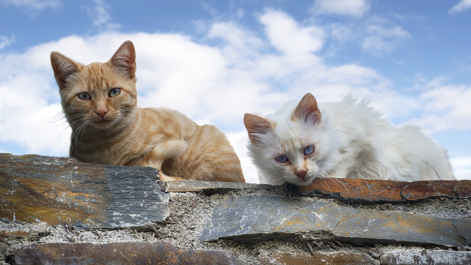 Белый и серый кот сидят на каменной стене на фоне голубого неба