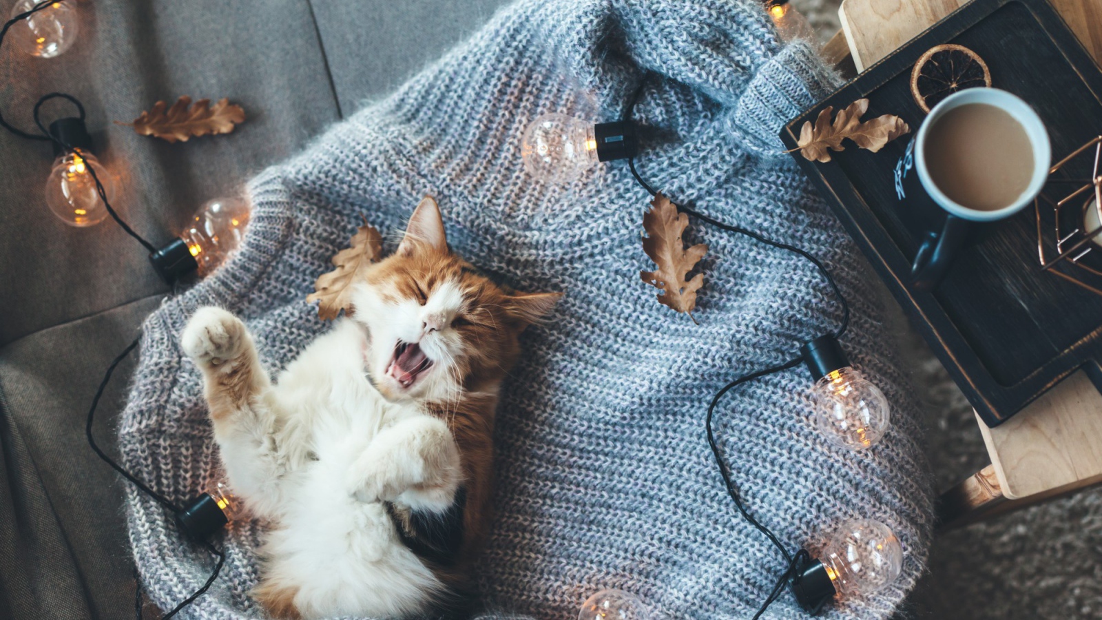 Зевающий рыжий с белым кот лежит на свитере с лампочками
