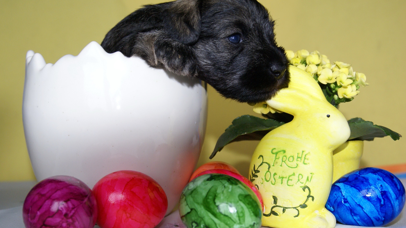 Маленький черный щенок сидит в белой вазе на столе с крашеными яйцами