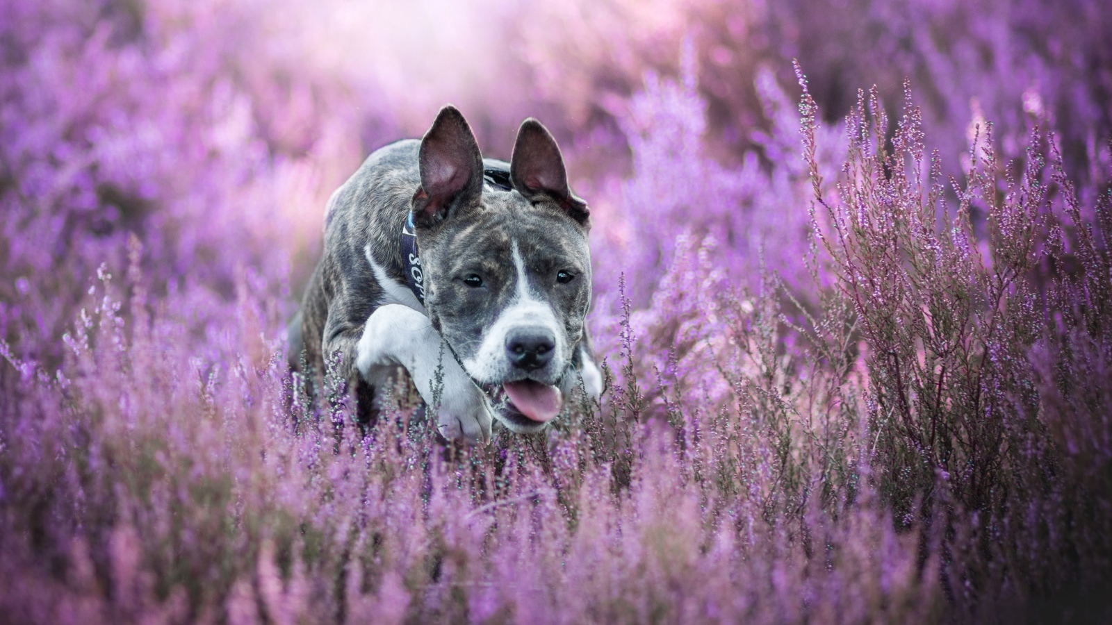 Амстафф с высунутым языком бежит по полю с цветами