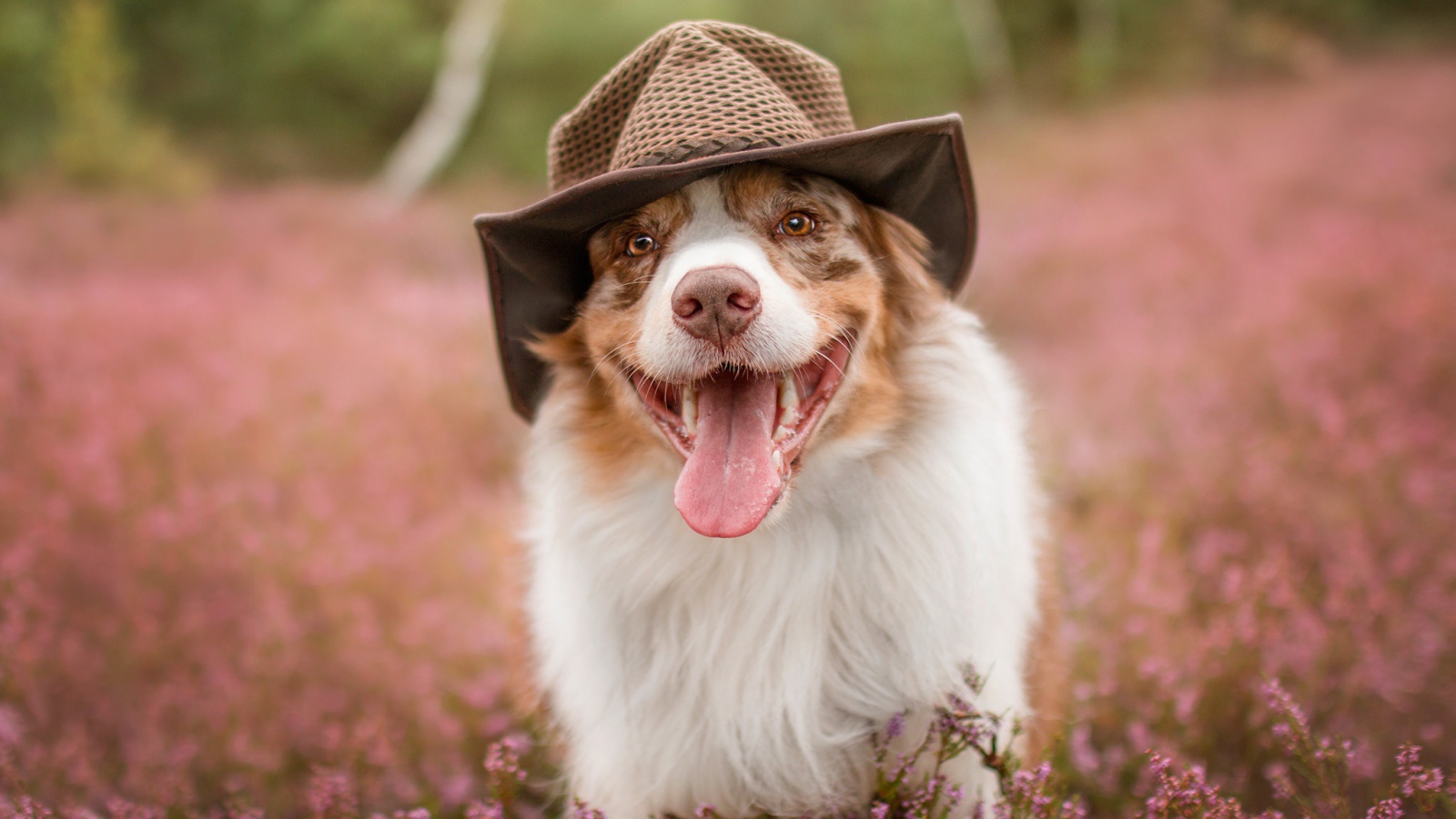Австралийская овчарка в шляпе с высунутым языком на поле с цветами