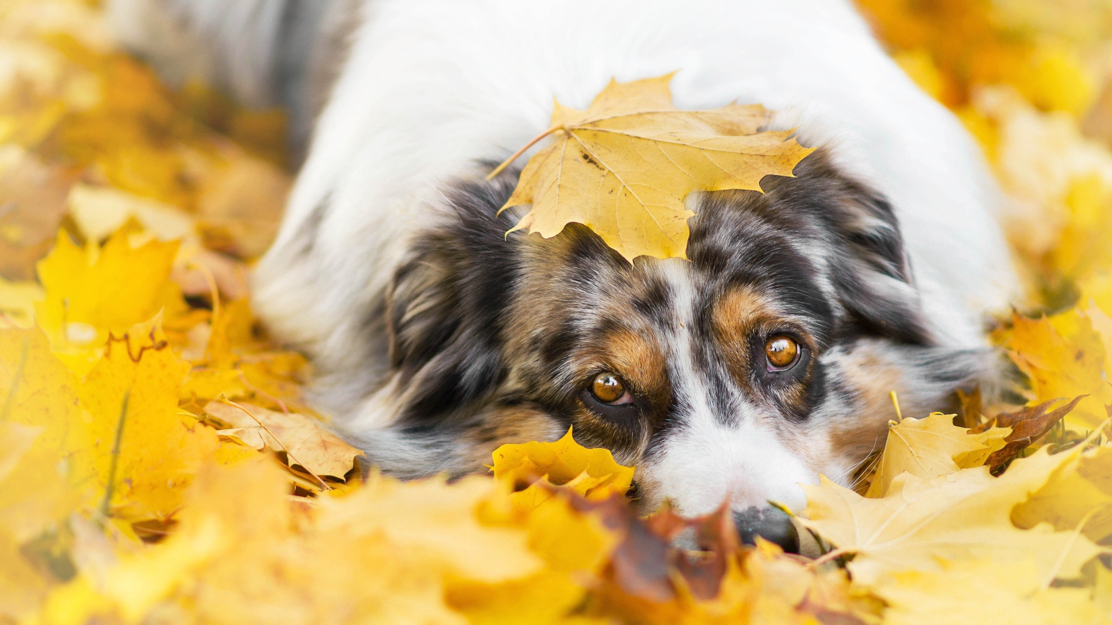 Австралийская Овчарка лежит в желтой листве