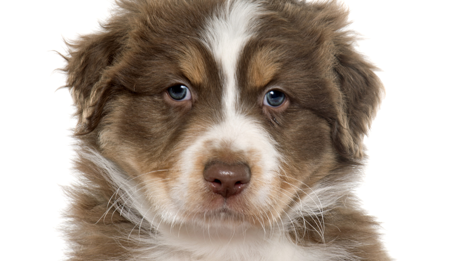 Красивый щенок австралийской овчарки на белом фоне