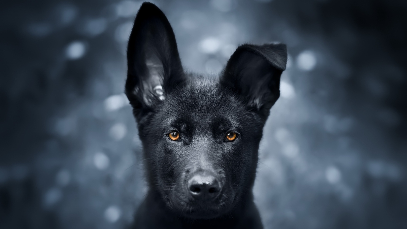 Черный щенок овчарки с опущенным ухом 