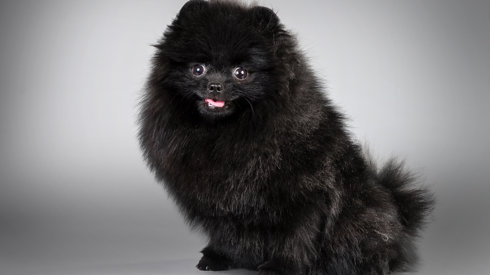 Черный пушистый шпиц на сером фоне