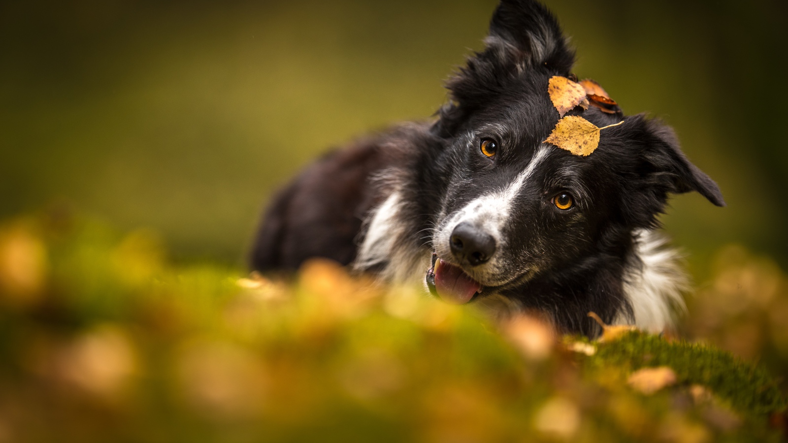 Собака породы бордер колли лежит на траве осенью