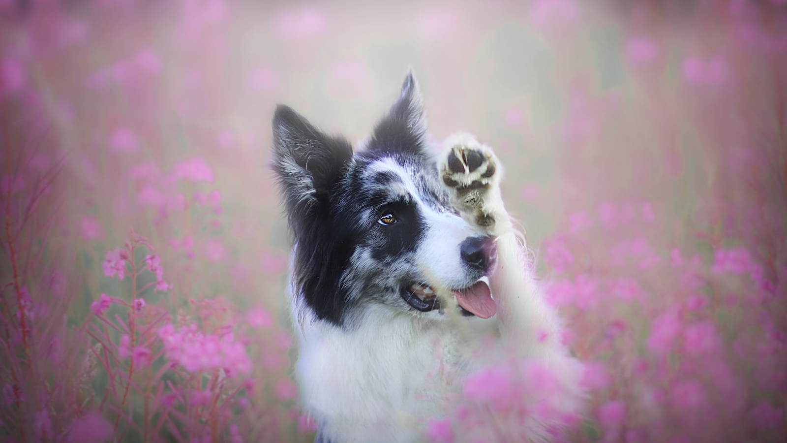 Бордер-колли сидит в розовых цветах 
