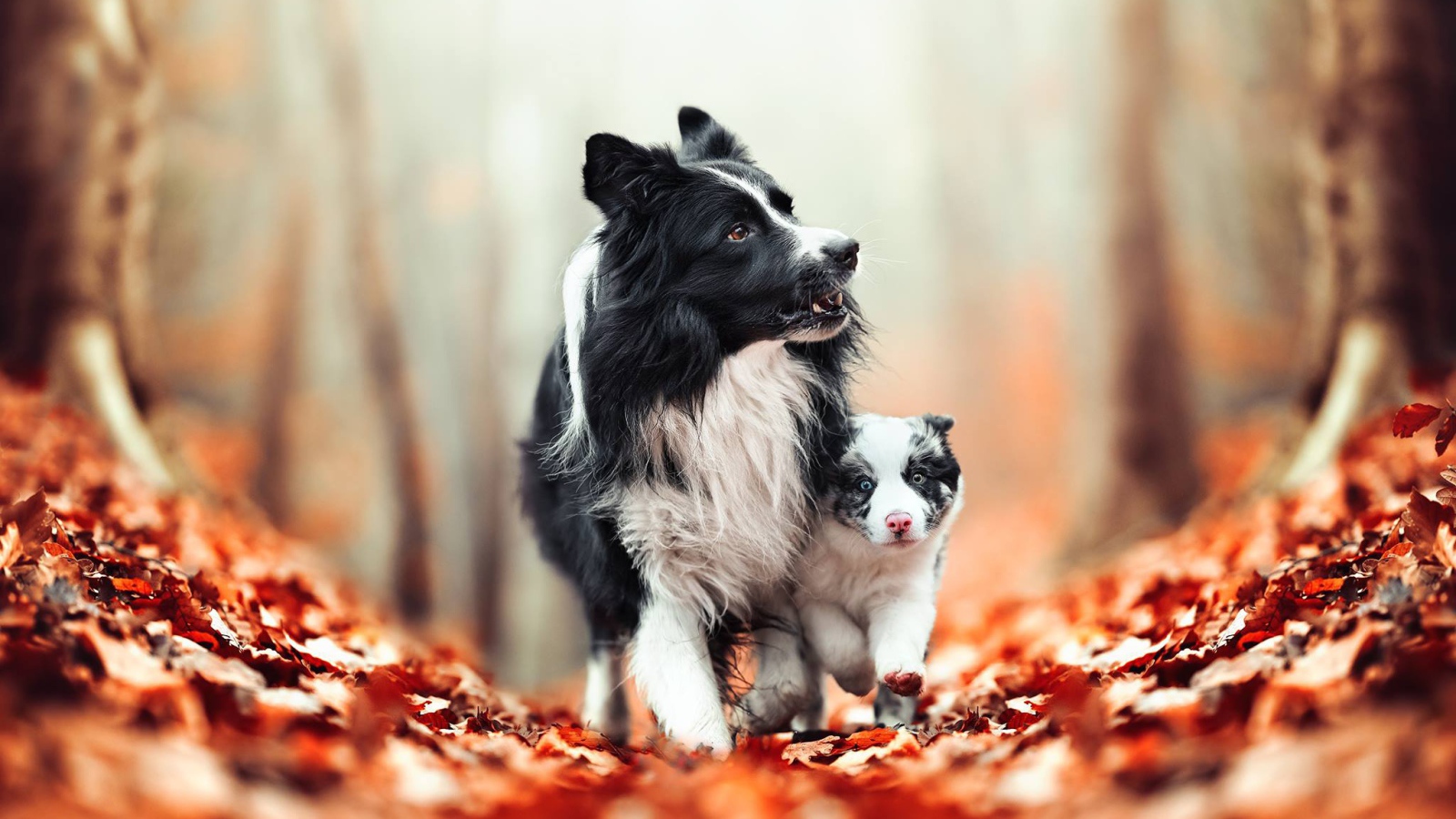 Dog border collie with a puppy walking on yellow leaves