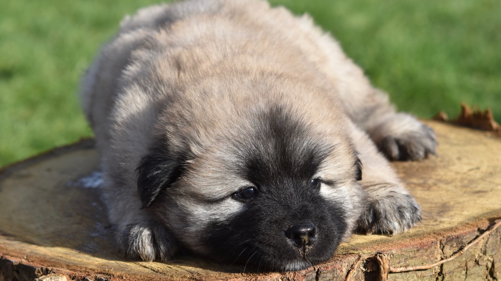 Eurasier puppy lies on a stump