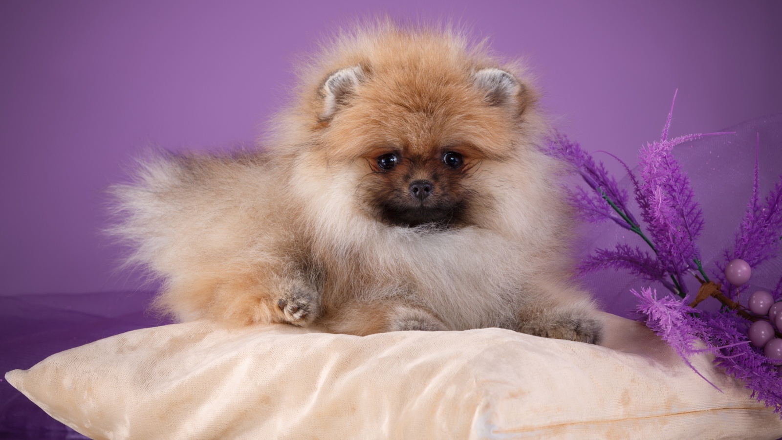 Пушистый шпиц лежит на подушке