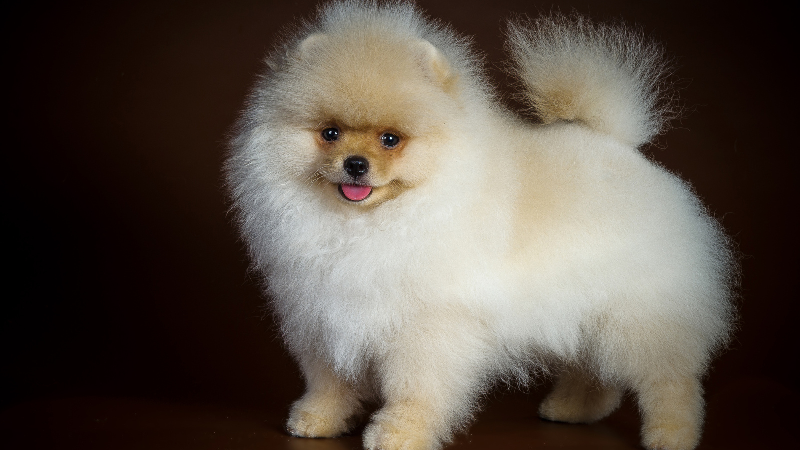 Пушистый забавный белый шпиц на коричневом фоне