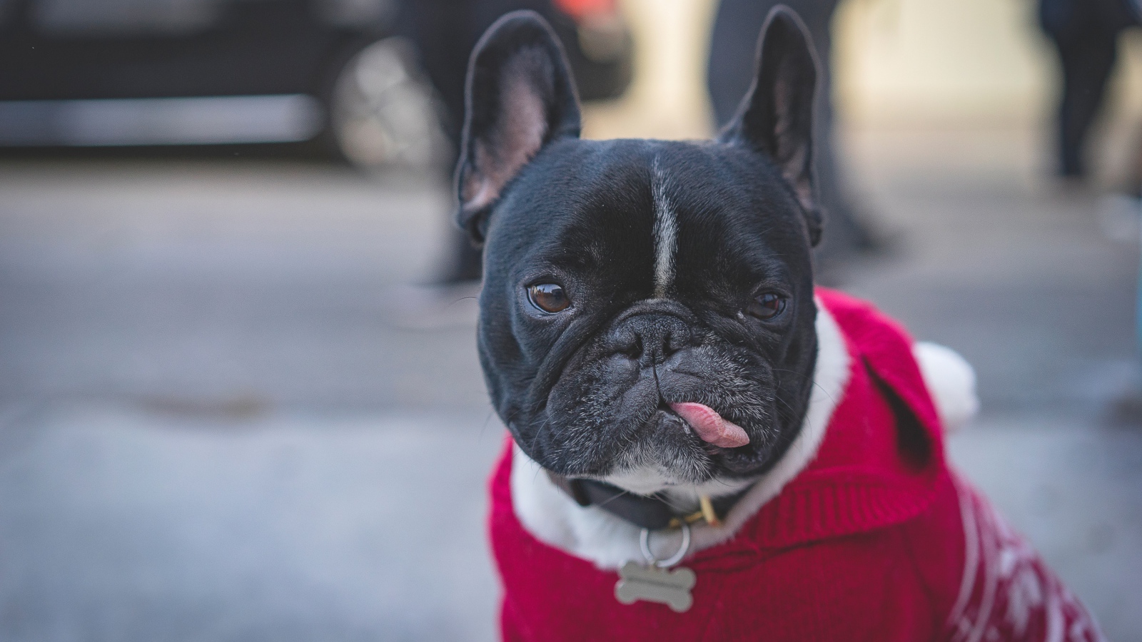 Французский бульдог в свитере с высунутым языком