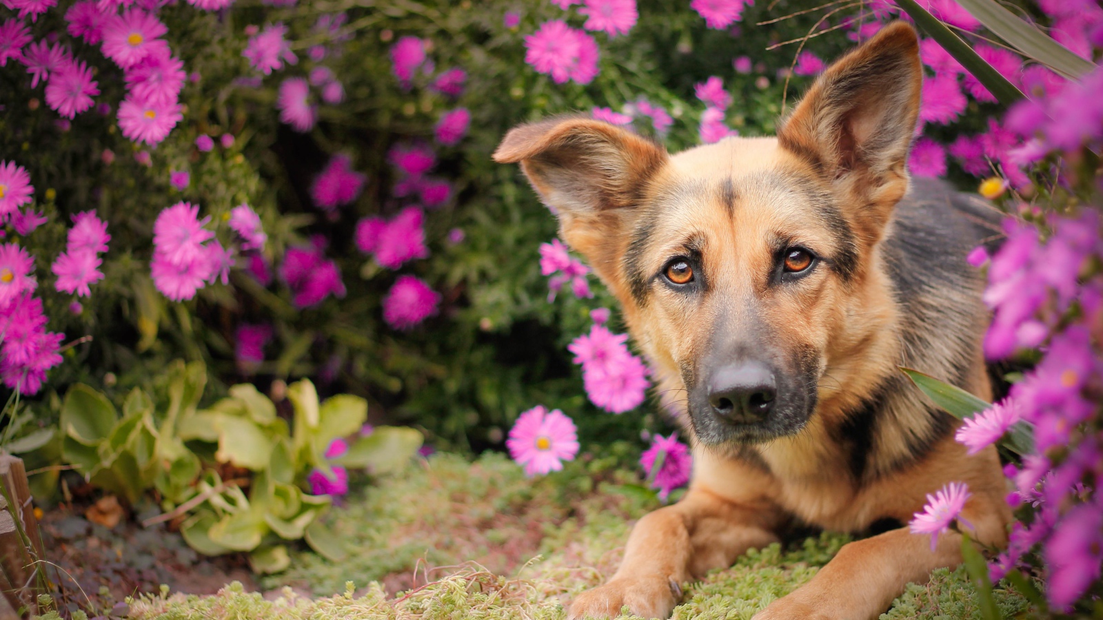 Немецкая овчарка лежит в розовых цветах