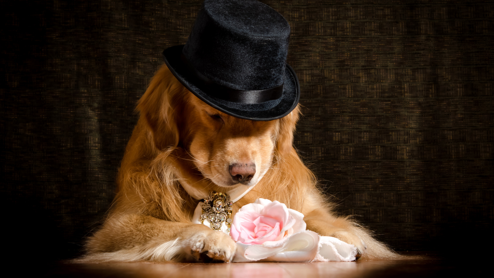 Золотистый ретривер в черной шляпе с розовой розой