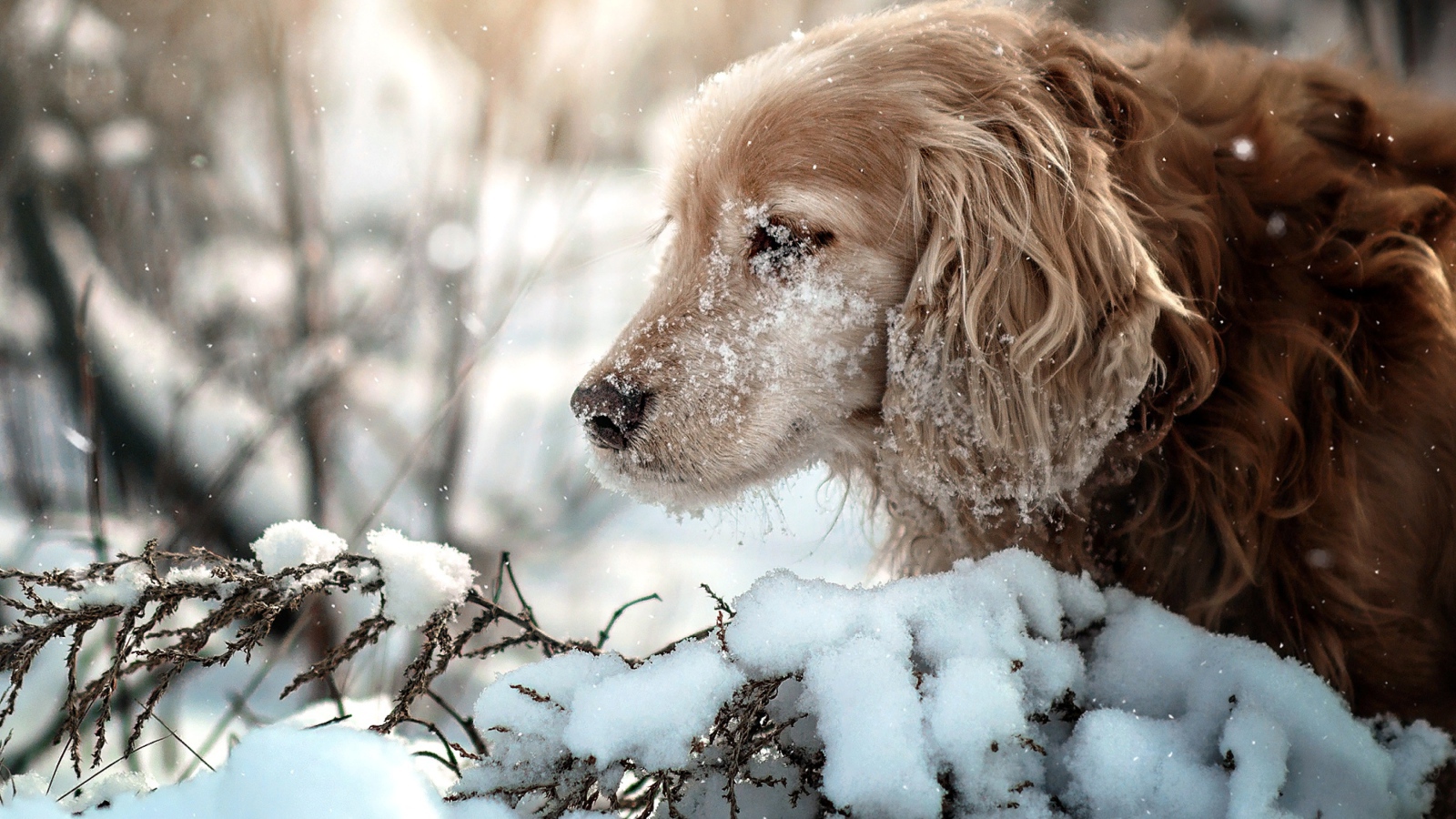 Золотистый ретривер с мордой в снегу