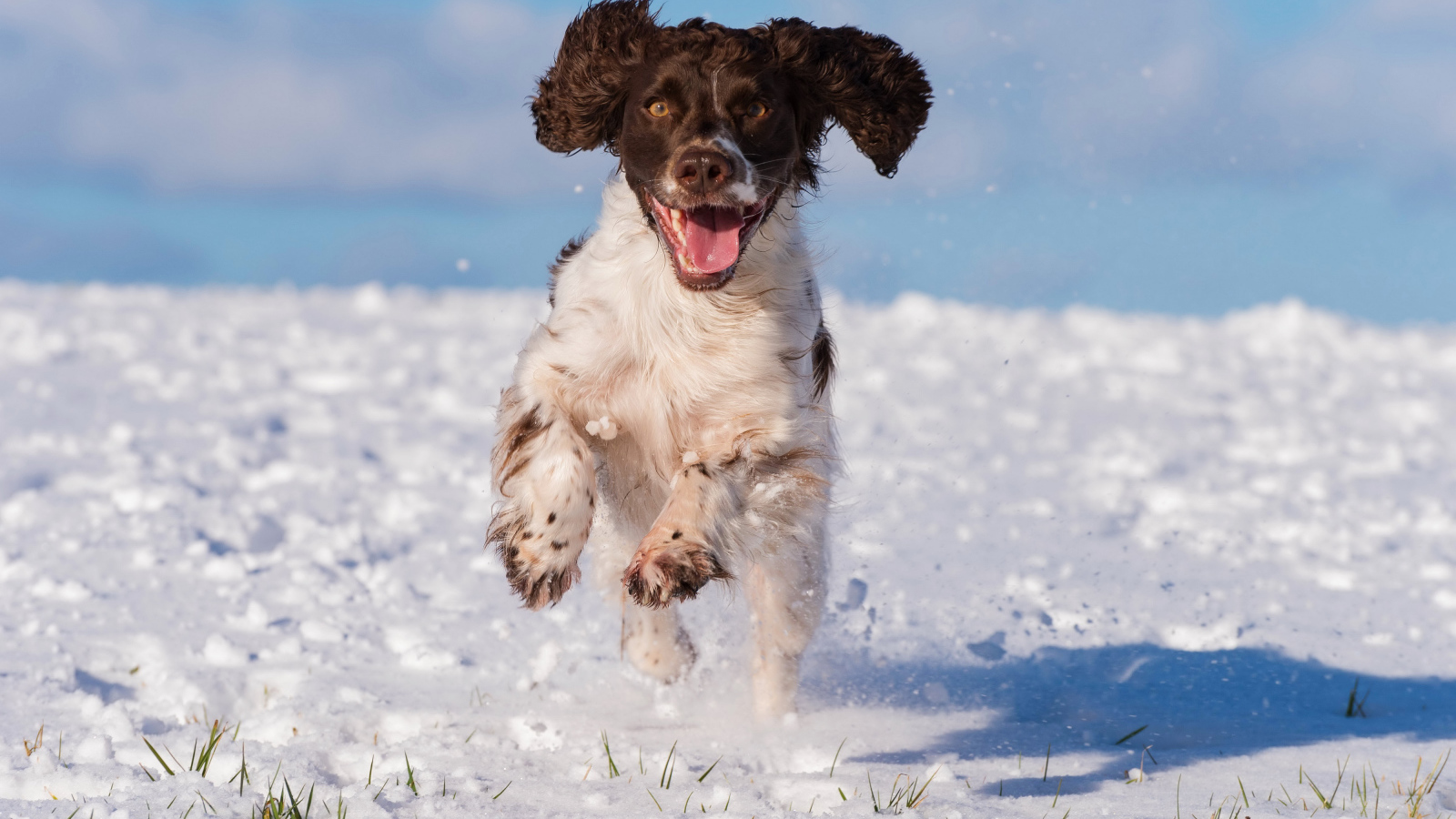 Happy spaniel running through the snow