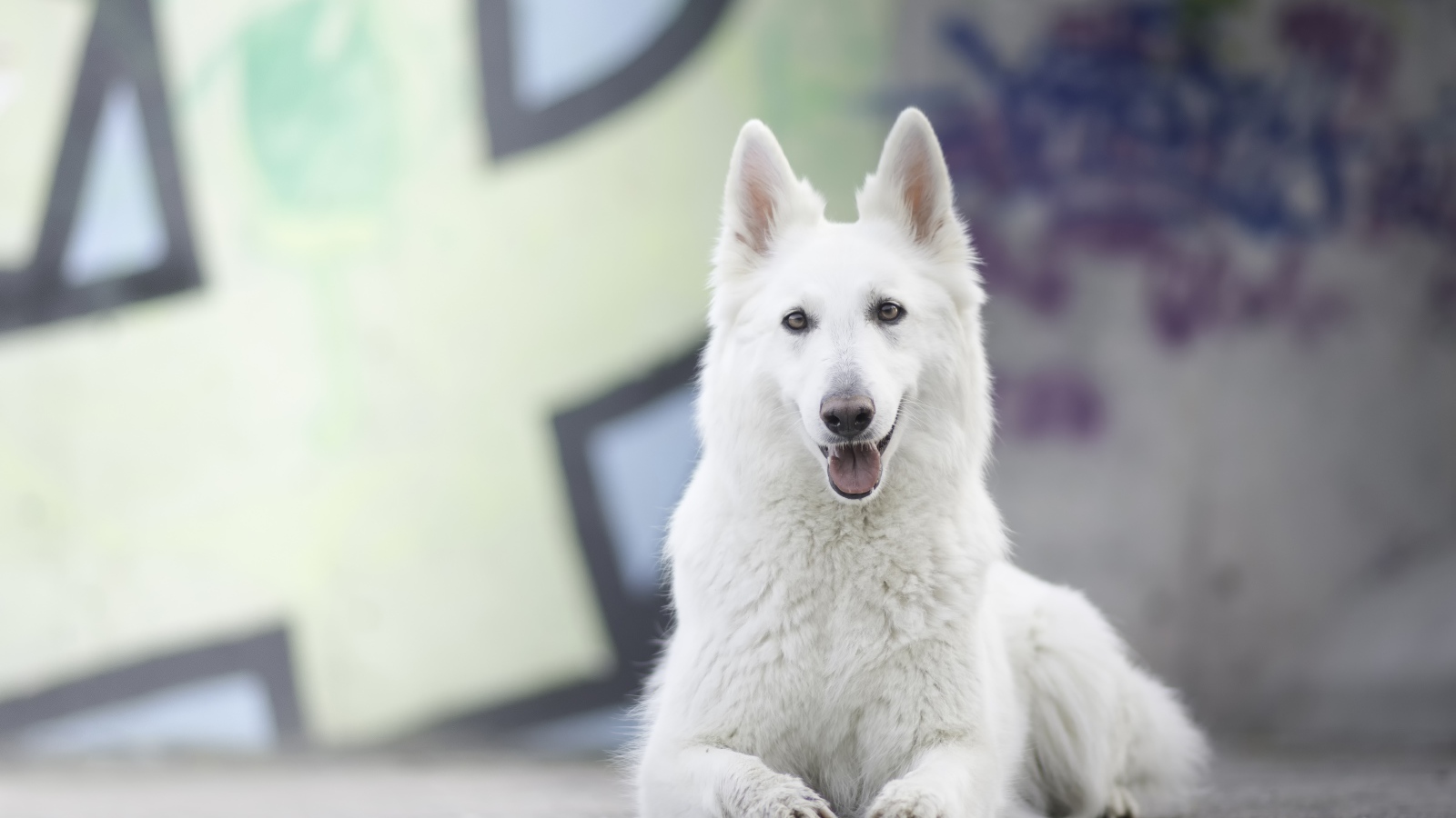 Большая белая овчарка с высунутым языком