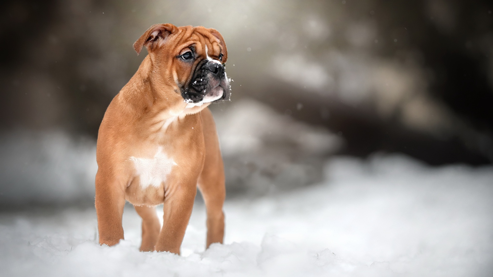 Маленький щенок боксера на снегу