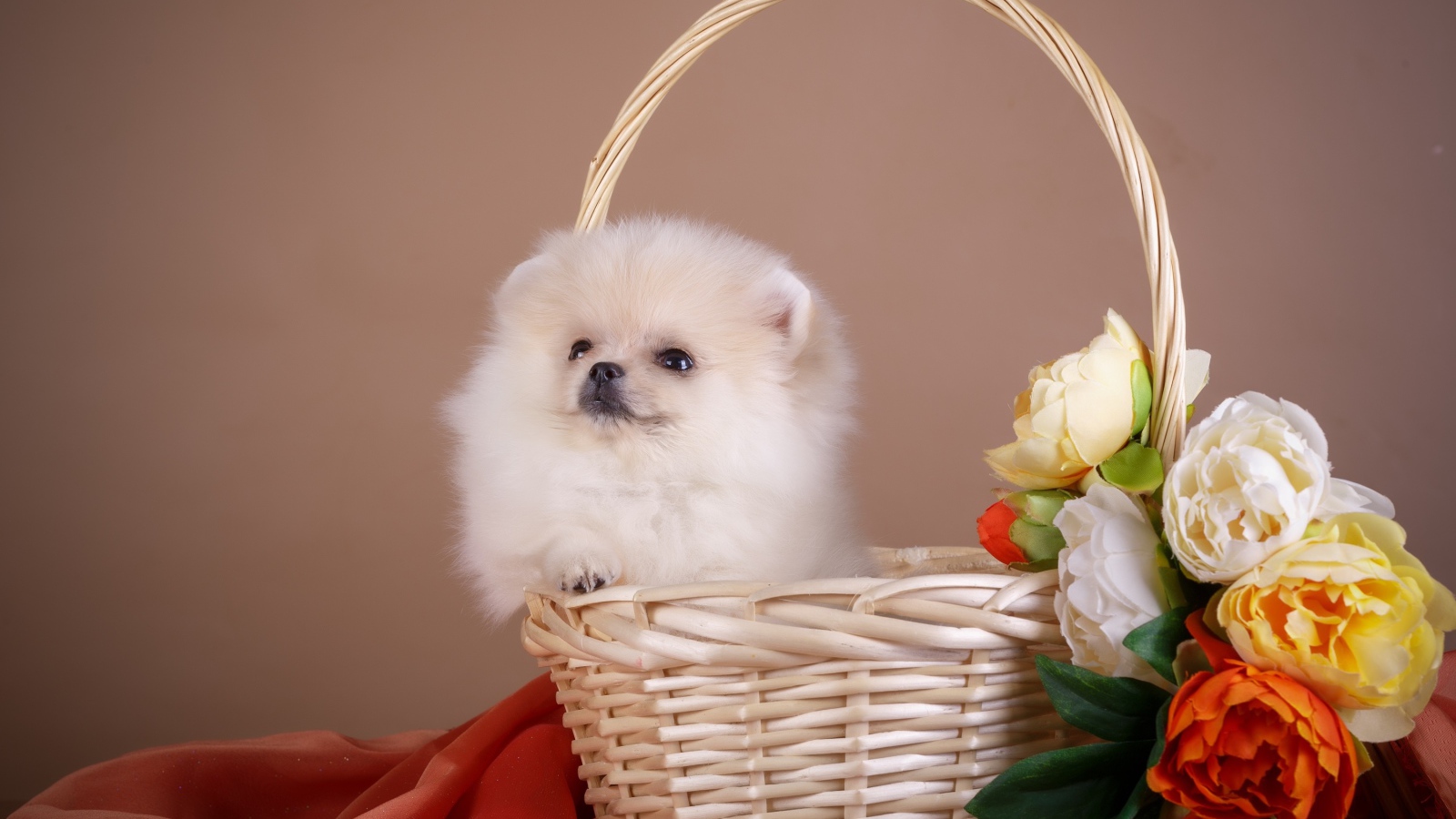 Little spitz sits in a basket with flowers