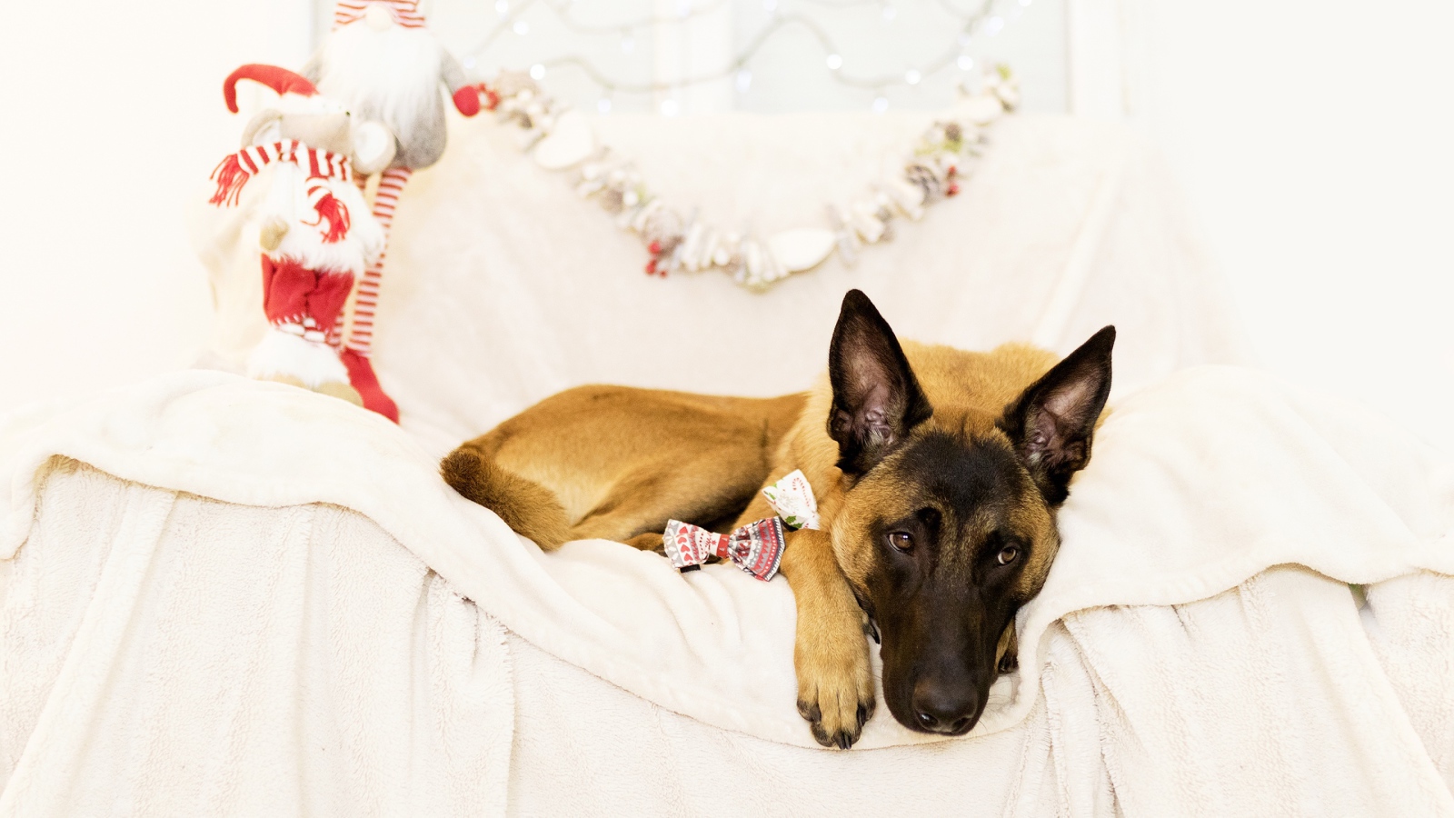 Бельгийская Овчарка Малинуа грустит на кровати