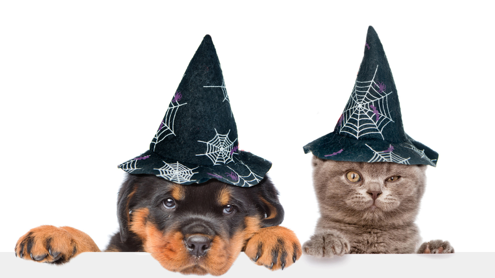 Щенок и котенок в колпаках на Хэллоуин 
