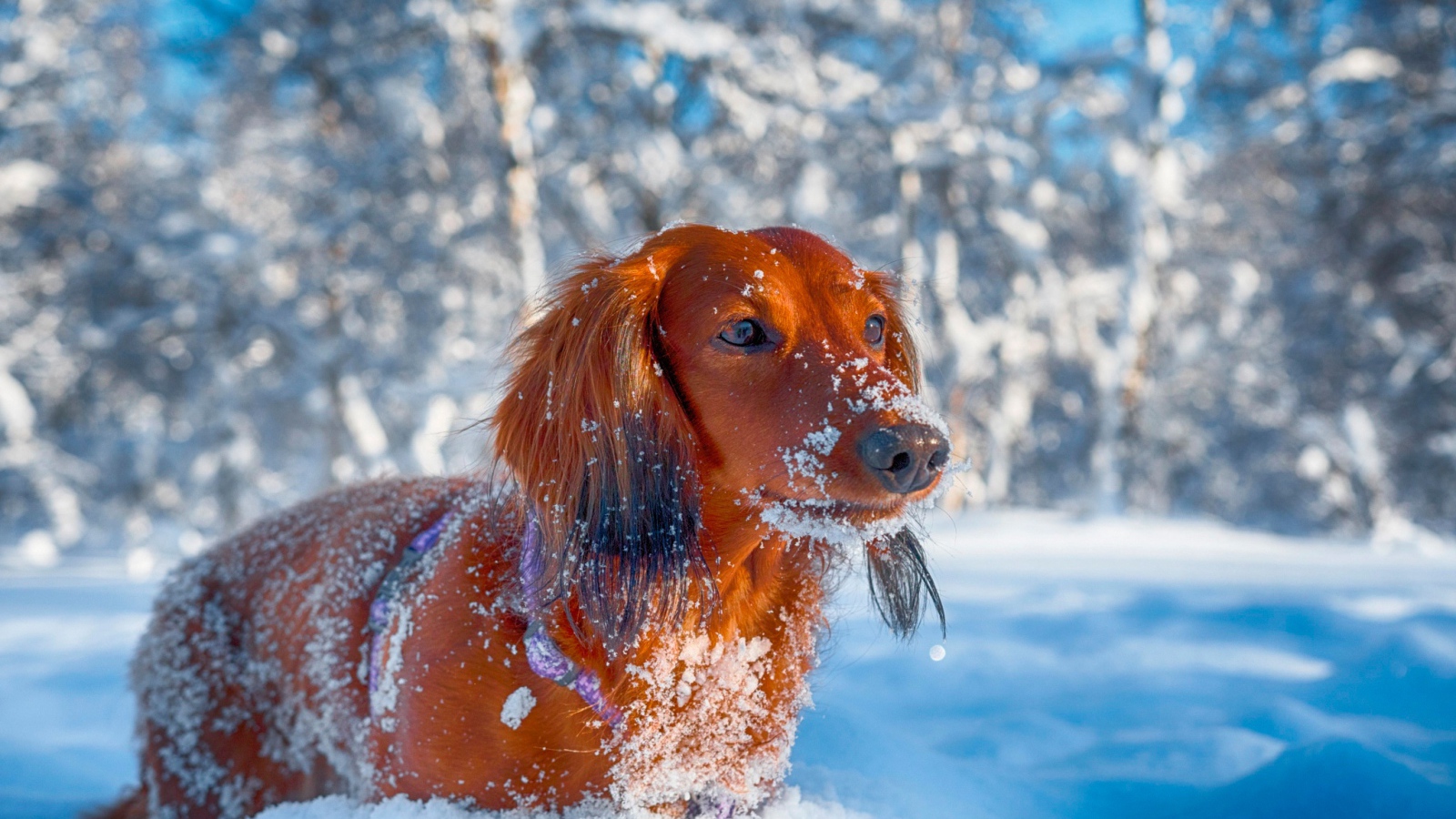 Red dachshund in the snow in the winter in the forest