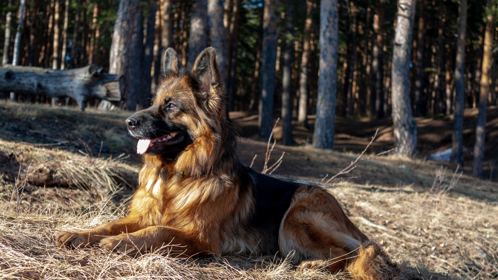 Овчарка с высунутым языком лежит на сухой траве в лесу