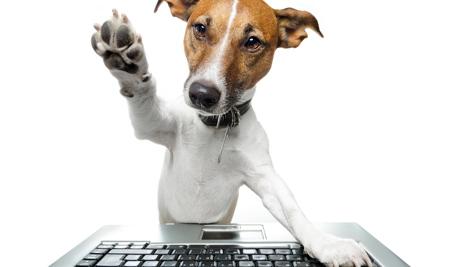 Умный пес в ошейнике за ноутбуком на белом фоне