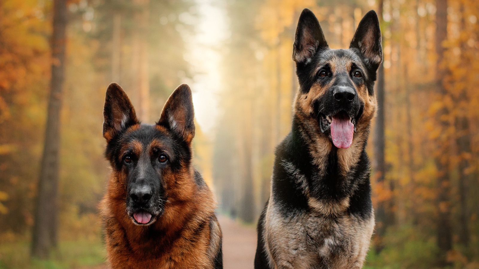 Две красивые немецкие овчарки с высунутым языком в лесу