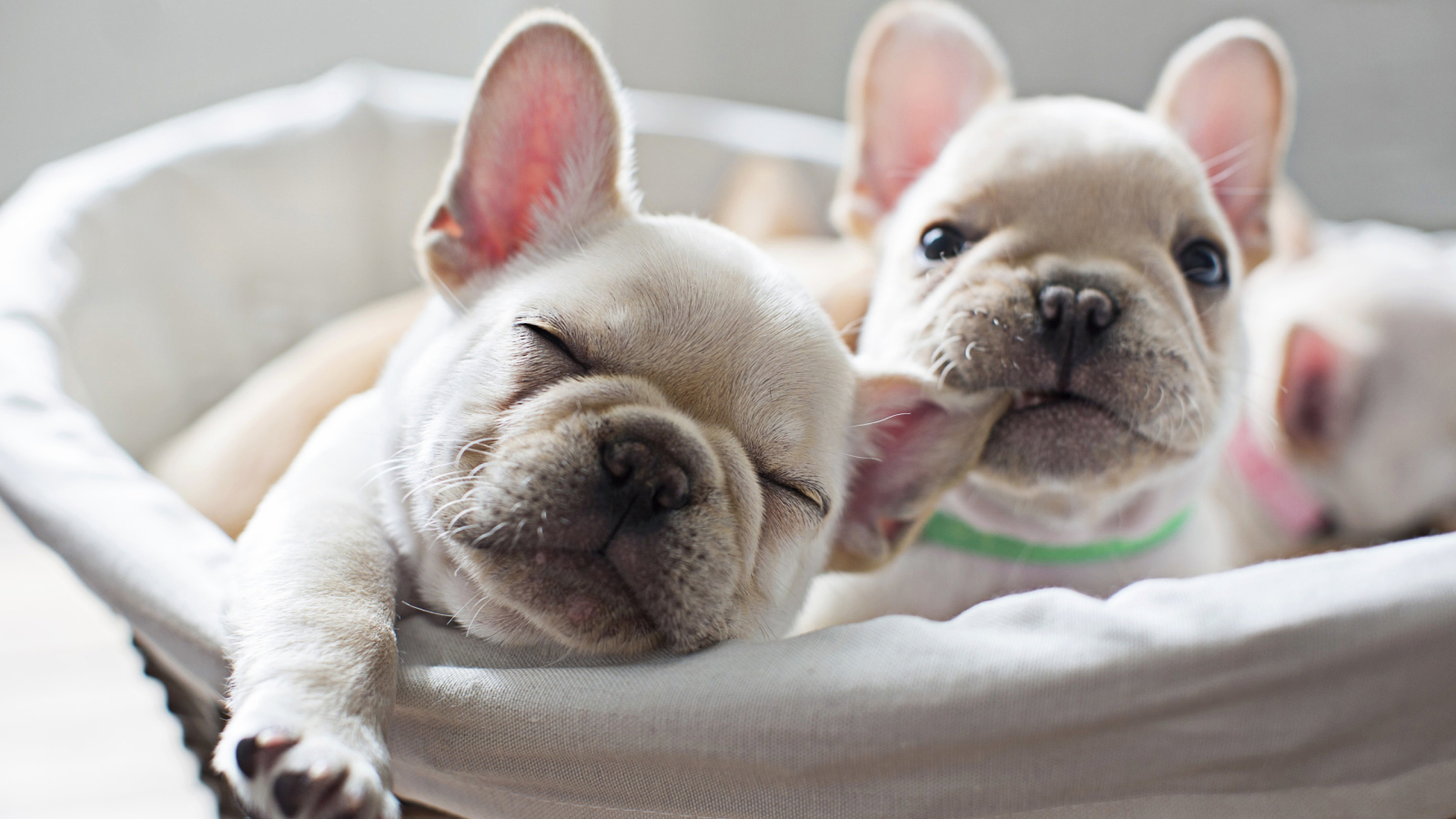 Два милых белых щенка французского бульдога 