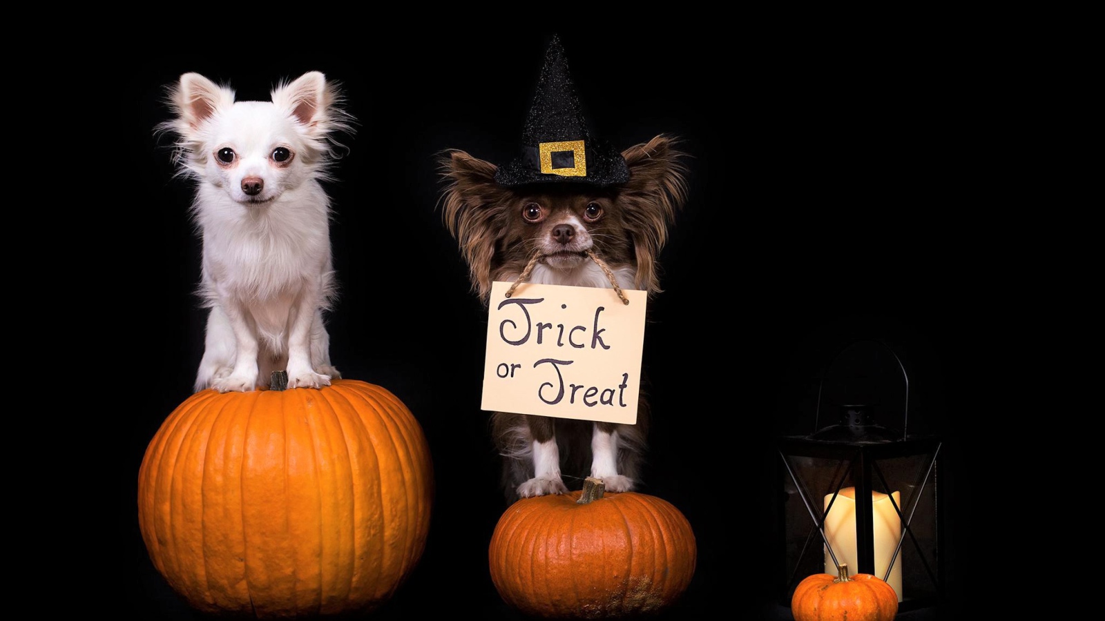 Two dogs of breed Chihuahua sit on pumpkins on a black background