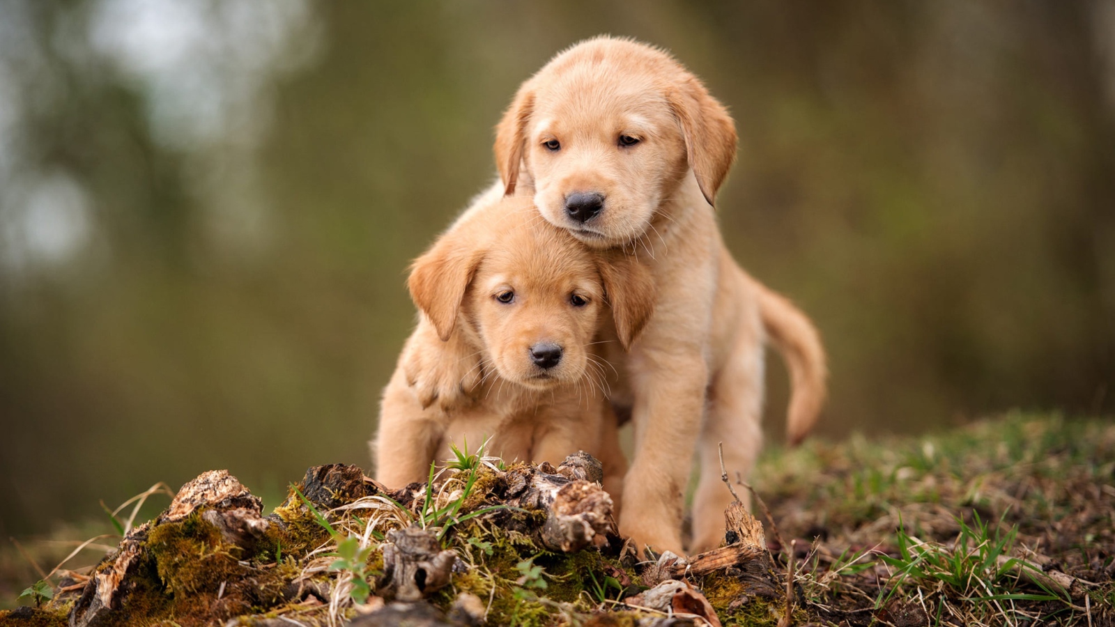 Два маленьких щенка золотистого ретривера сидят на земле 