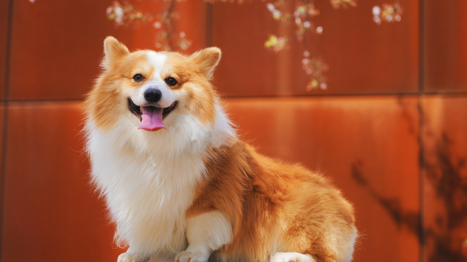 Собака породы вельш корги с высунутым языком