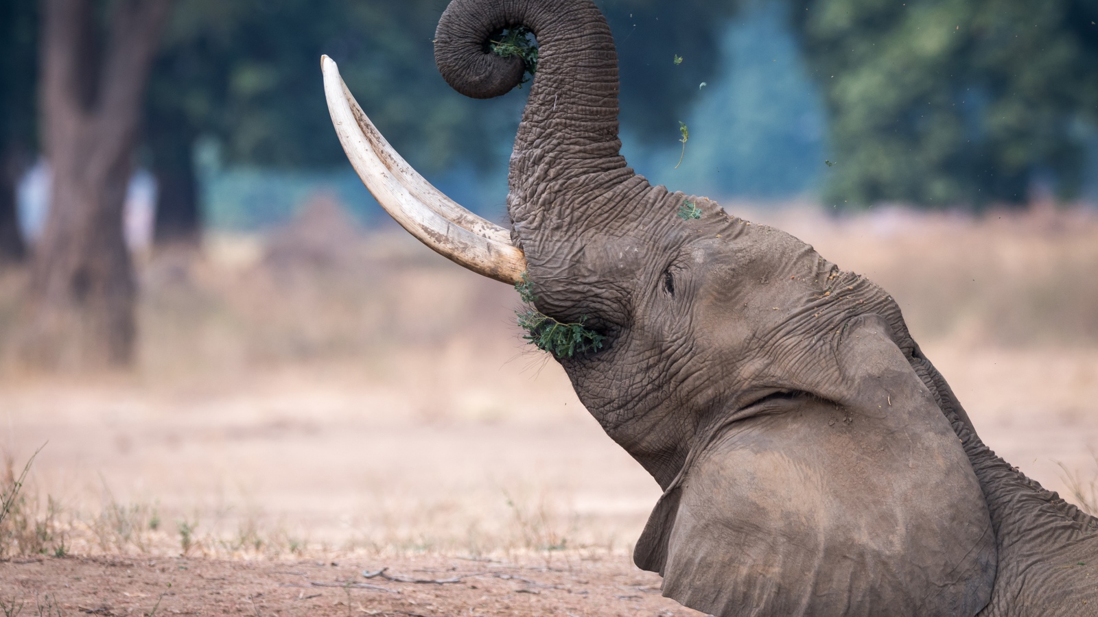 Серый слон с острыми бивнями ест траву