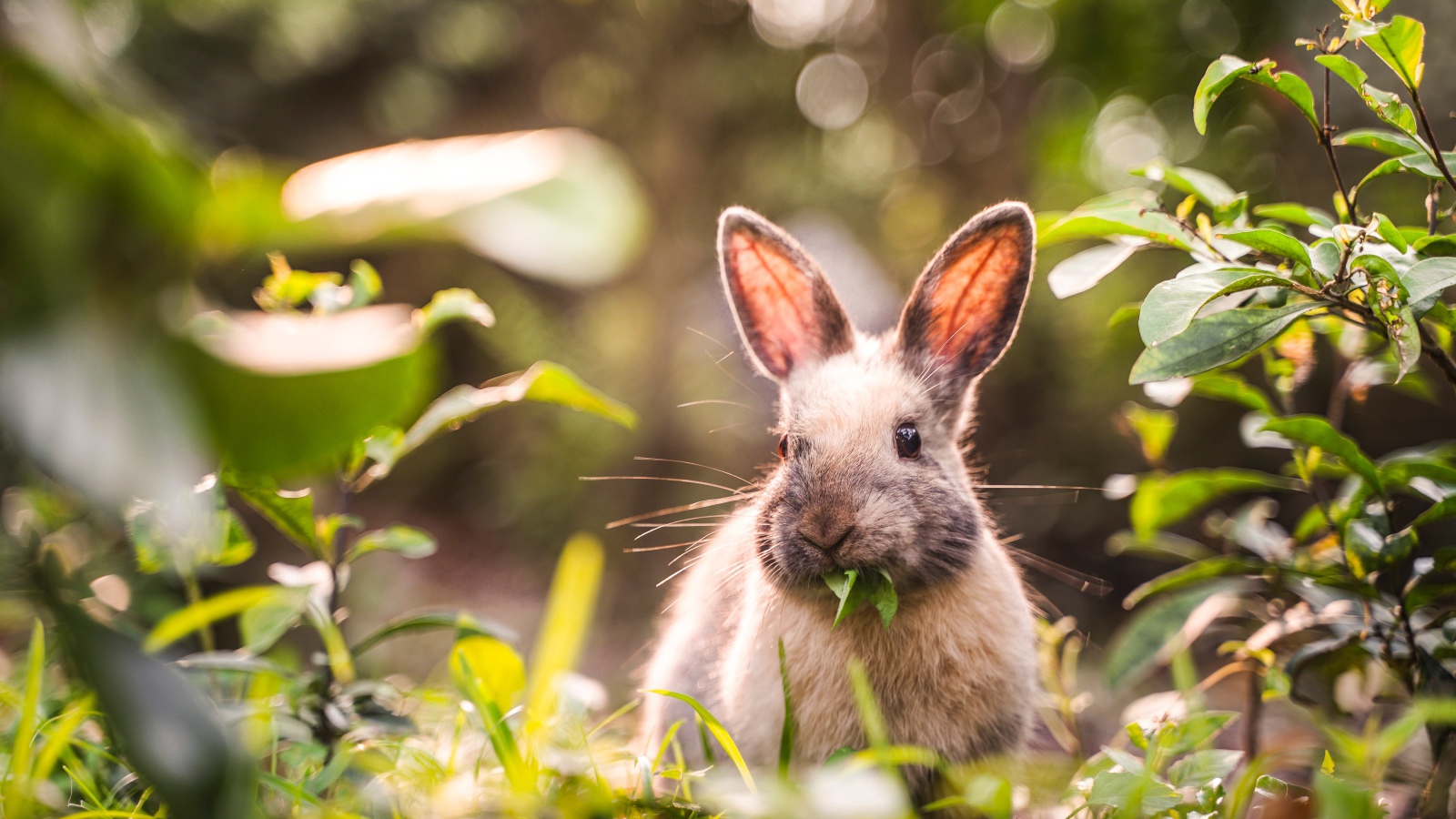 Серый кролик грызет зеленые листья 
