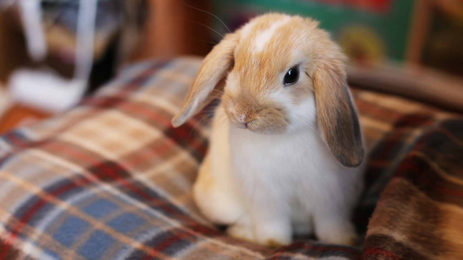 Маленький декоративный кролик сидит на кровати