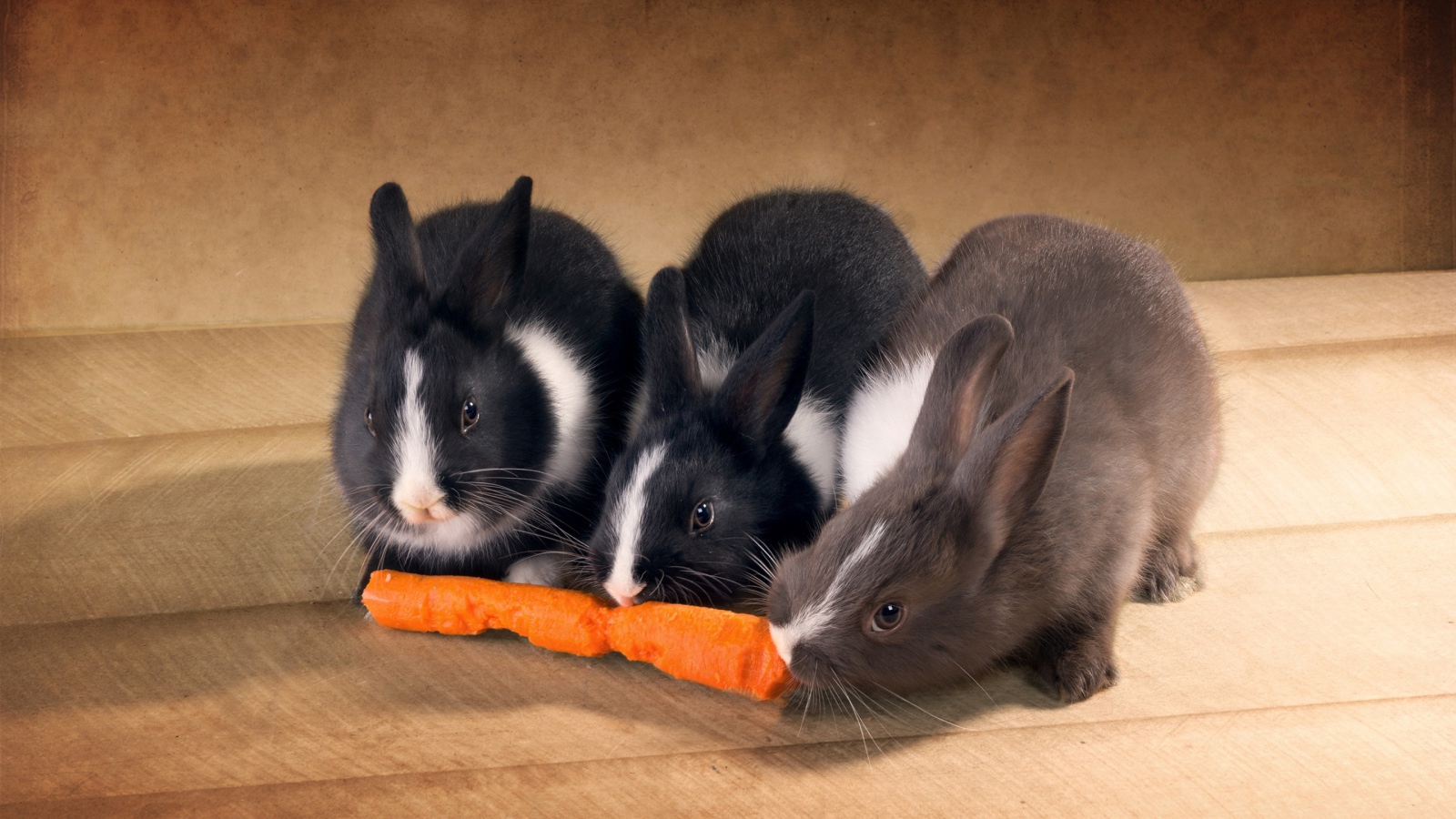 Три милых декоративных кролика грызут морковку