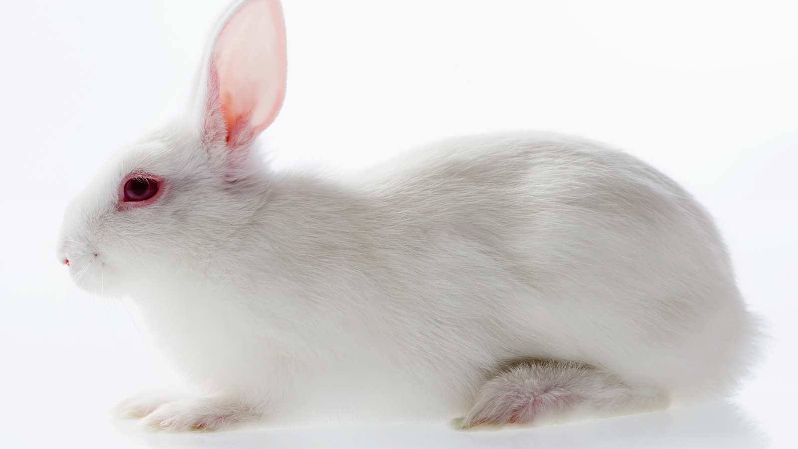 Белый кролик с красными глазами на белом фоне