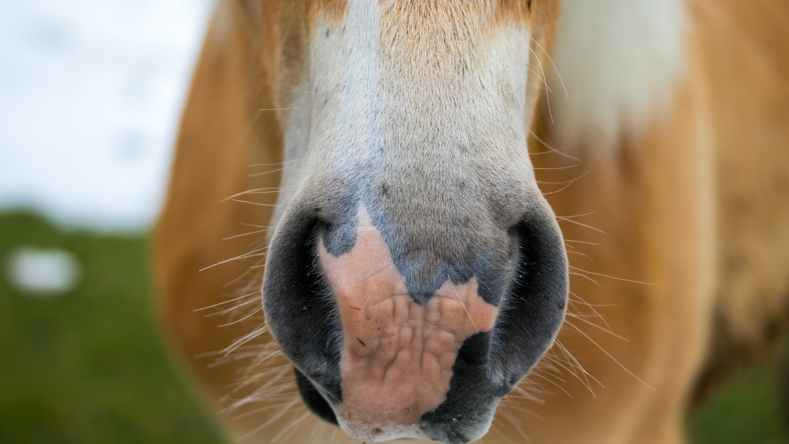 Нос большой коричневой лошади