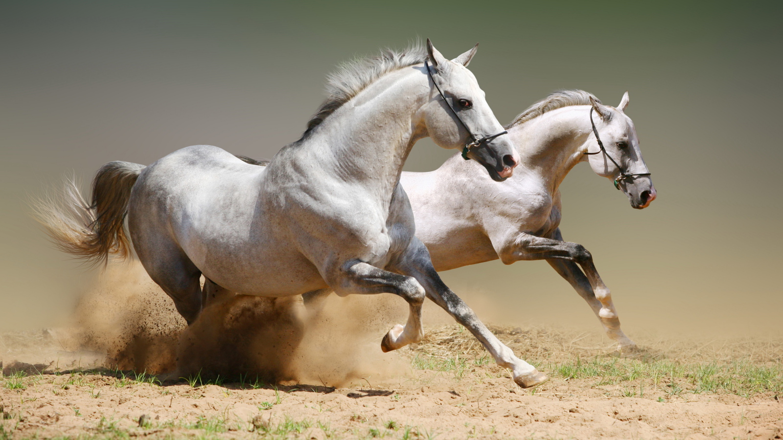 Две красивые белые лошади скачут по песку 
